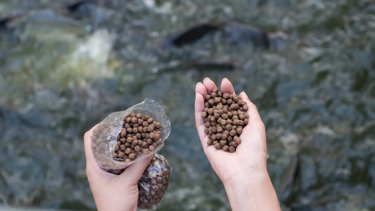 Voorpagina -Sensas Winkel 8